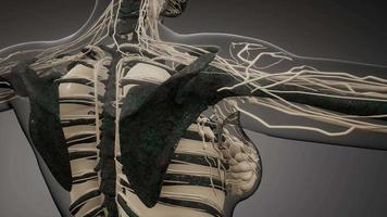 Transparent Human Body with Visible Bones video