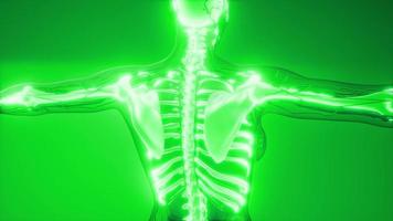 transparant menselijk lichaam met zichtbare botten video