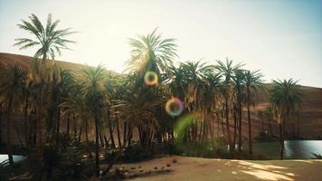 palmiers à l'intérieur des dunes