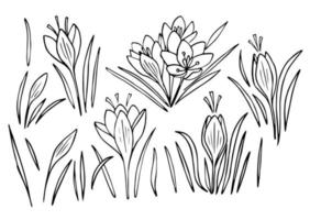 Blossom crocus flowers line art vector illustration