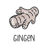 Ginger, hand drawn doodle style element. Logo and emblem packaging design template - spices - ginger root. Logo in a trendy linear style. vector