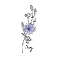 Chicory, hand-drawn in sketch style. Medicinal plant. A branch with blue flowers on a white background. Suitable for cooking, gardening and folk medicine. vector