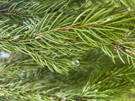 Spring fir branches and needles with a drop of water photo