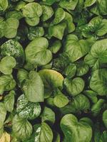 Green leaves of the bindweed photo