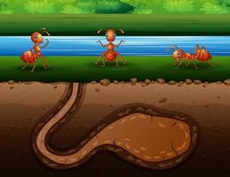 ilustración de una colonia de hormigas rojas en la orilla del río