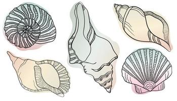 Vector illustration in sketch style. Hand drawn in  black engraving. Sea shells Marine set. Outline illustration collection. Isolated shell silhouette set.