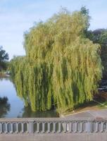 River Cam en Cambridge foto