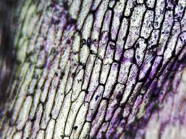 Onion epidermus micrograph photo