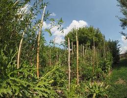 Vegetable garden with tomato plants photo