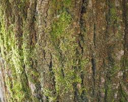 Tree bark background photo