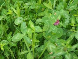 clover plant Trifolium photo