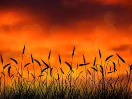 sunset in the reed on the nature vector