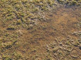 Marshland texture background photo