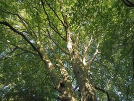 Green tree top photo