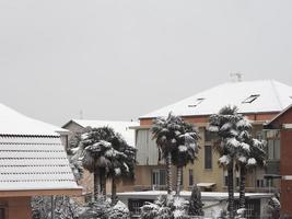 Snow on palm tree and roof photo