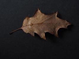 rain drops on leaf photo