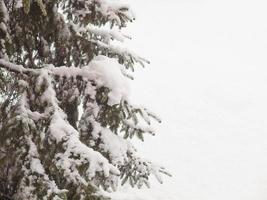 Pine tree in winter photo