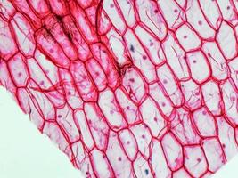 micrografía de epidermus de cebolla foto