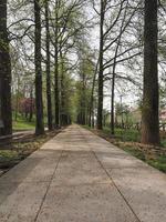 Footpath among the trees photo