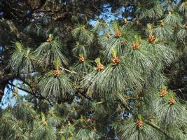 pine Pinus Pinaceae tree photo