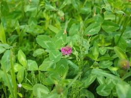 clover plant Trifolium photo