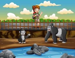 Safari girl looking a gorillas at the zoo illustration vector