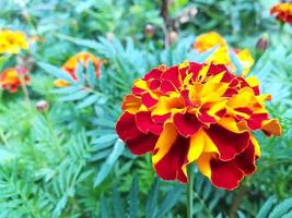 marigold flowers bloom in the summer garden on a sunny day. flower bed. Place for your text. bloom is beautiful. image is suitable for posters, pictures, cards, calendars photo