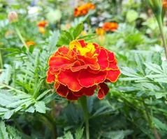 marigold flowers bloom in the summer garden on a sunny day. flower bed. bloom is beautiful. image is suitable for posters, pictures, cards, calendars photo
