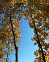 yellow leaves on maples against a bright blue sky. photo