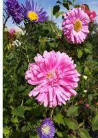 flores de aster en un día soleado púrpura y rosa foto