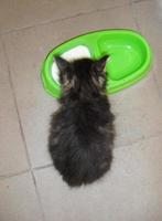 little fluffy kitten eats from a bowl. cute cat drinks milk. view from above photo