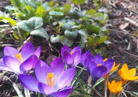 los azafranes están floreciendo en el jardín. pancarta con flores de primavera moradas y violetas. lugar para el texto. plantilla para cartel de postal, foto