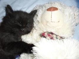 black fluffy kitten sleeping with a white teddy bear. cat sleep photo