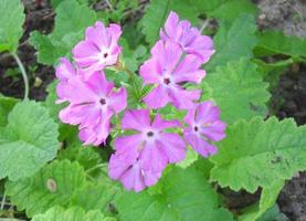 Primrose Primula Vulgaris blossom. Primula Flowers, top view photo