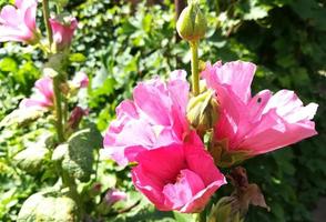 Mallow pink flowers bloom in the garden on a bright sunny day. bloom summer. Place for your text. green plants grow photo
