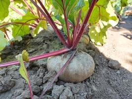 remolachas que crecen en la cama del jardín. hojas coloridas, cosecha, verano, jardinería, vegetales, granja, lugar para texto, espacio de copia foto