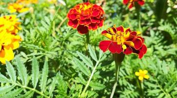 marigold flowers bloom in the summer garden on a sunny day. flower bed. Place for your text. bloom is beautiful. image is suitable for posters, pictures, cards, calendars photo