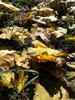 yellow leaves lie on the grass. autumn maple leaves photo