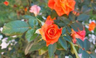 la rosa naranja crece en el jardín. hermosa flor. jardinería, planta, verano foto