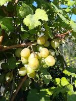 uvas cultivadas en el jardín. cosecha de otoño. foto