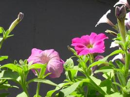 Petunia flowers bloom in the garden pink photo