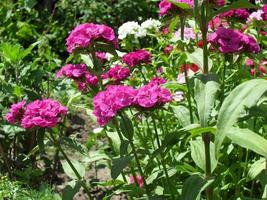 terry carnation flowers garden summer spring bloom photo