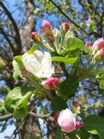 flowers and buds on a branch in the spring, Apple tree. photo