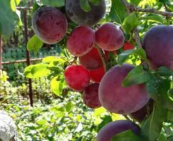 ciruelas moradas maduras crecen en una rama. verano día soleado jardinería frutas, cosecha foto