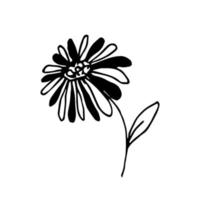 Hand-drawn ink vector simple drawing. Daisy flower black and white petals, stem. Nature, plants, garden, spring-summer season, element for design patterns