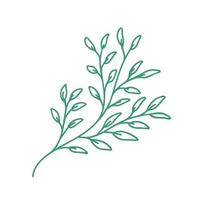 Graceful green twig. Contour leaves. Vector isolated element. Garden plant. Summer or spring design