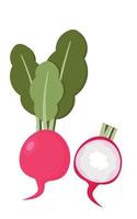 Radish whole and half isolated on white background. Vector illustration