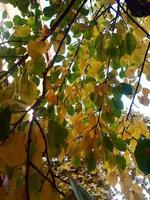 hojas de color verde amarillo en la parte superior del árbol. otoño colorido foto