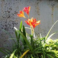 red lily with green leaves on grey grunge background photo