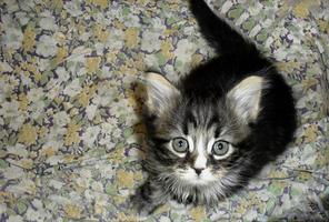 Cute little striped gray fluffy kitten adorable photo